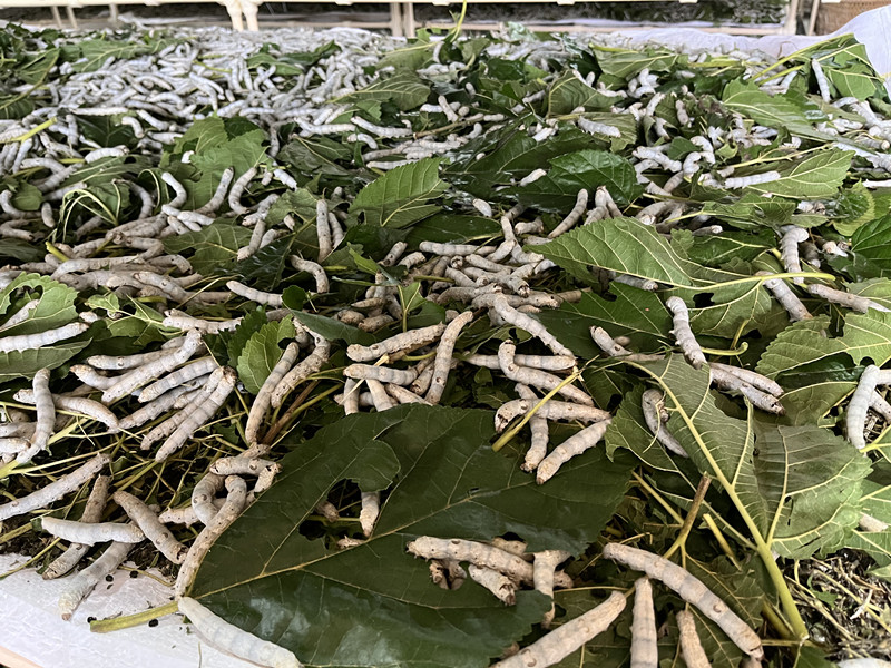 蚕宝宝正在吃桑叶.jpg