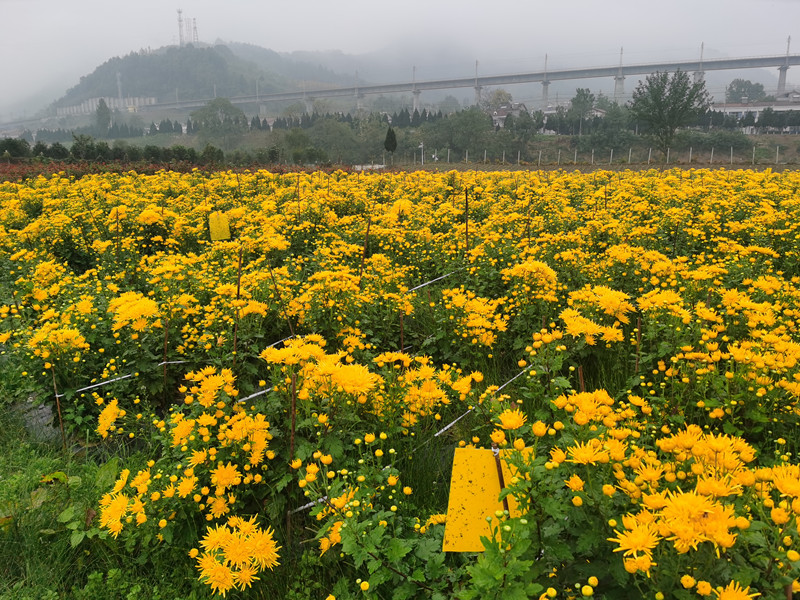 菊园全景图.jpg