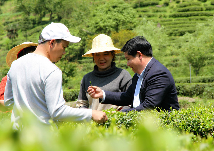 关南春茶业公司总经理谭华锋（右一）在指导茶农采茶.jpg