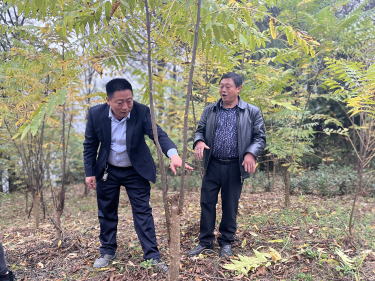 山野公司总经理周其书（左一）指导香椿管理.jpg