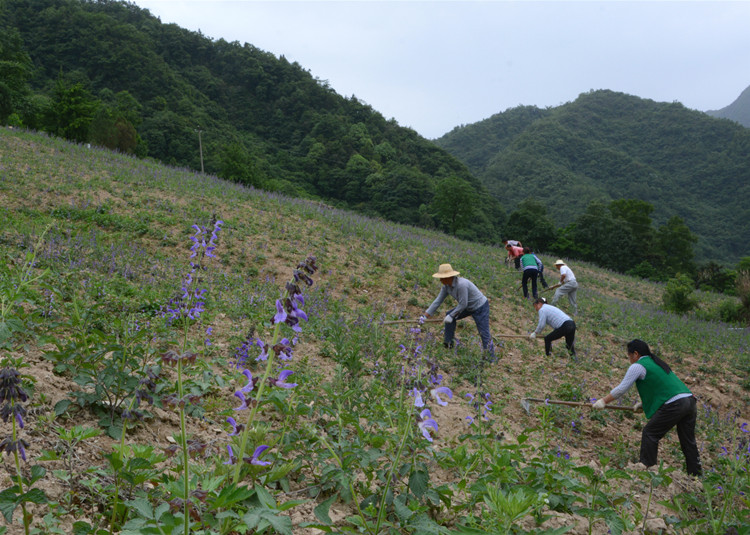 脱贫群众在天和药业种植基地务工.jpg